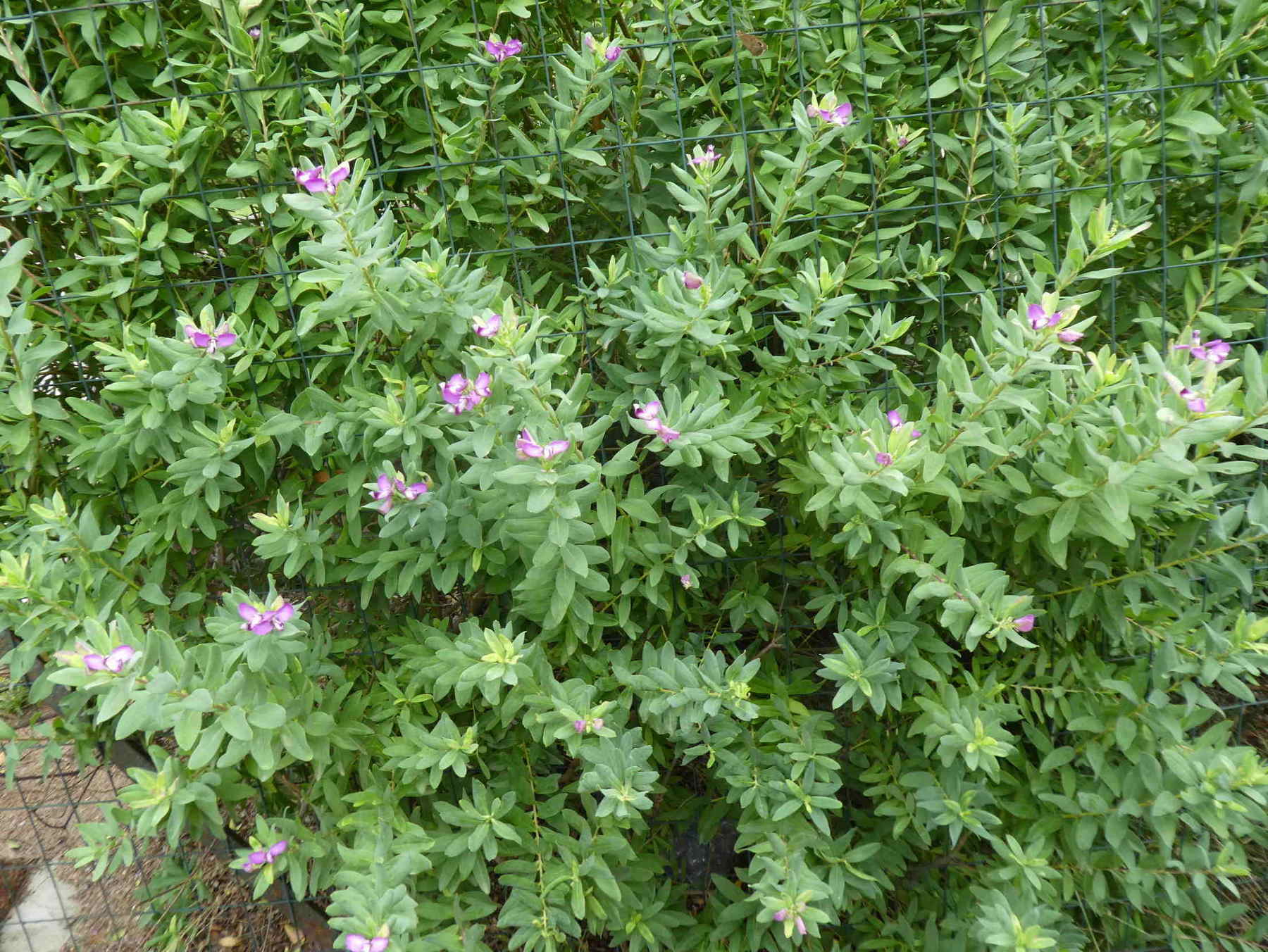 Polygala myrtifolia (Polygalaceae)